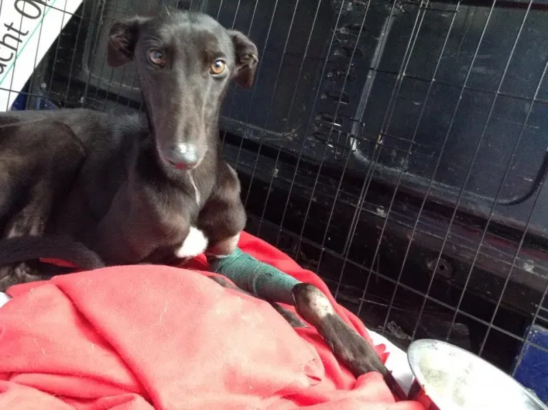 10937383 10152495694535194 709184649 n