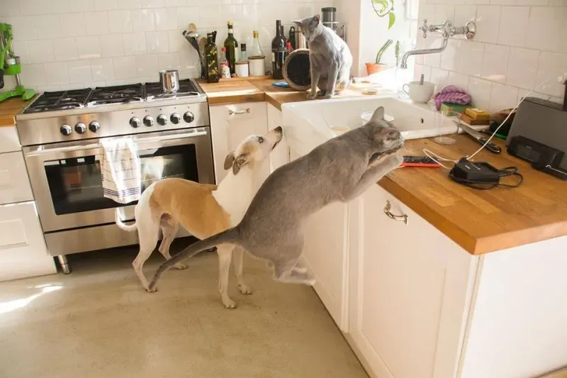 10941854 766744323409425 8059252769648402843 n