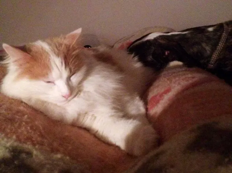 10941903 775562069194317 8869319926515355464 n