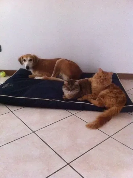 10945578 766742056742985 4973044575458561024 n