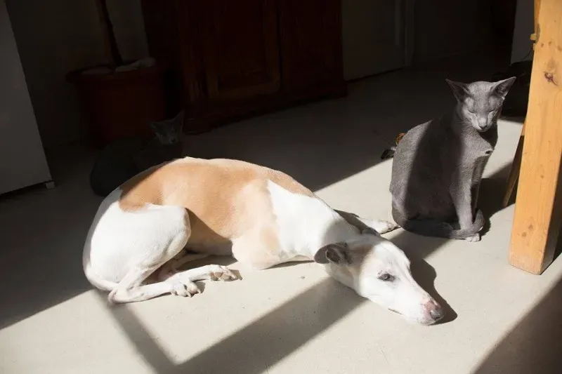 10945775 766744316742759 2954281011287854927 n