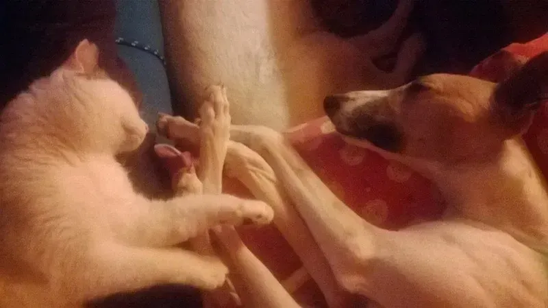 10947168 766741906743000 6925436031744271242 n