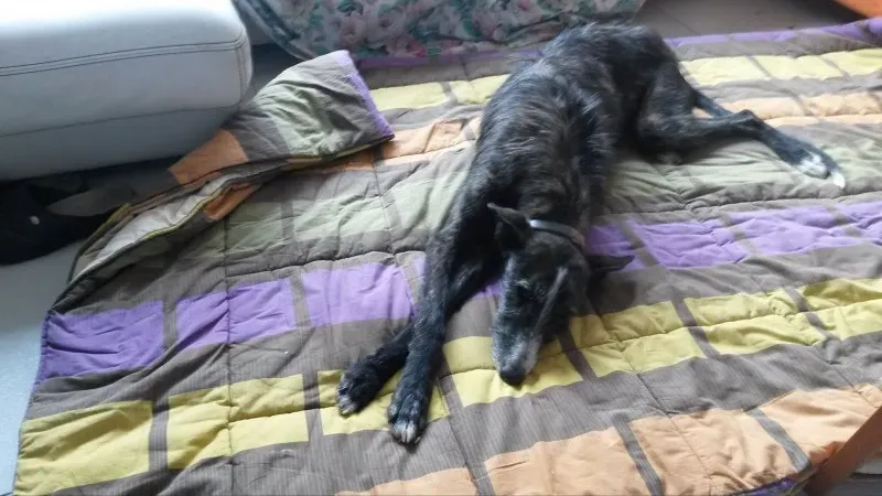 10952005 878589945494721 640829377 o