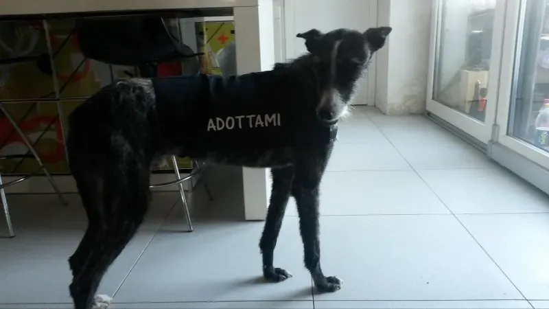 10958614 873611165992599 379400793 o