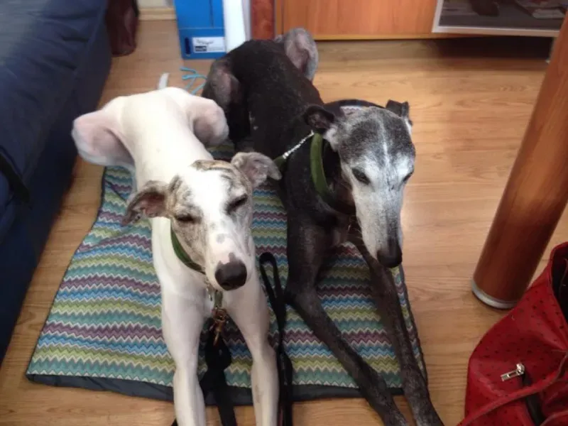 10959305 10204466834684754 6172690434953027049 n