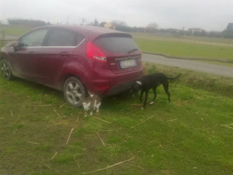 10959310 775564665860724 3207135170515781862 n