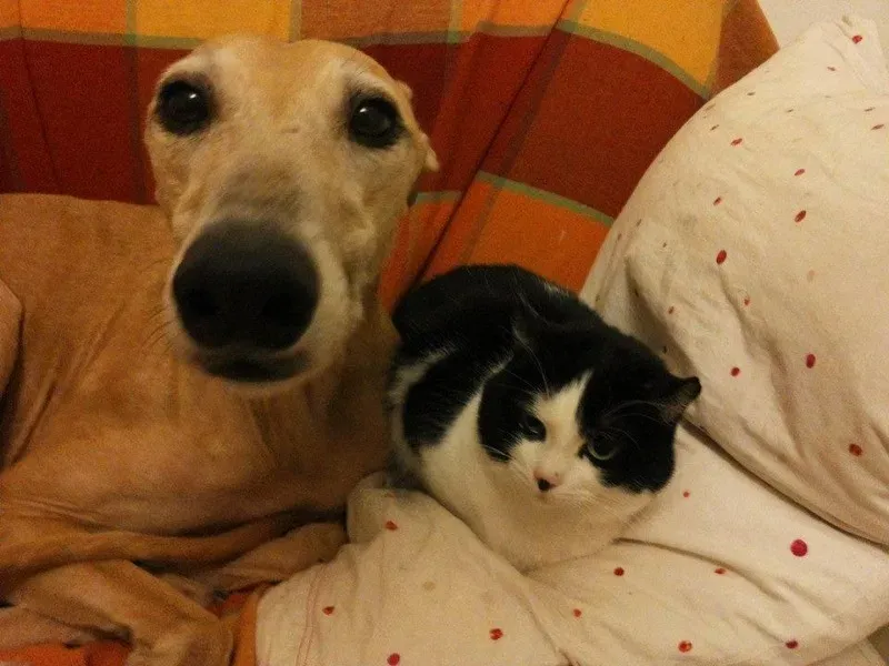 10959470 775562472527610 2557200273984039575 n