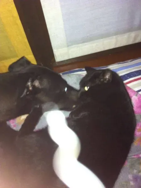 10959562 775564462527411 3529185785177237323 n