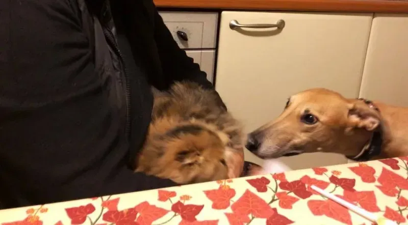 10959775 775564299194094 6448563332108115637 n