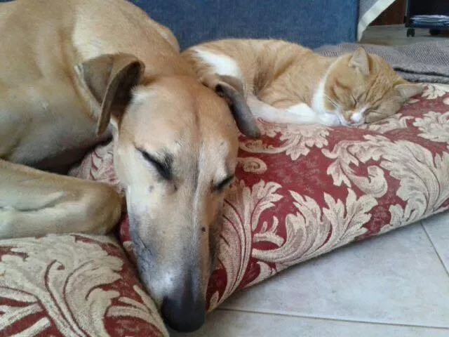 10959867 775562265860964 912093975598423228 n