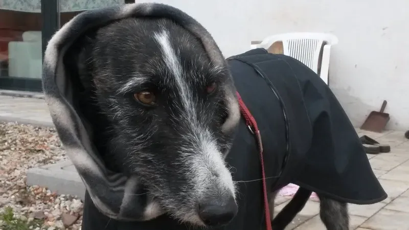 10960496 874906745863041 567600054 o