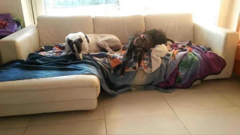 10960918 873496839337365 1646674836 o