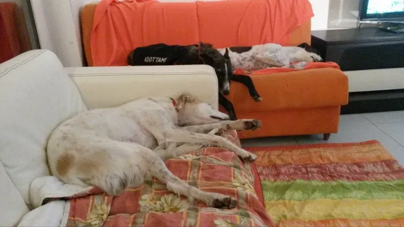 10964838 873752275978488 151428158 o