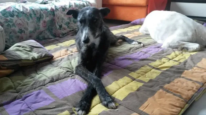 10964985 878588755494840 1510041907 o