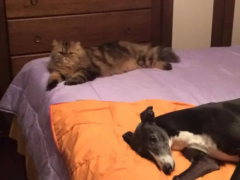 10968363 775564349194089 4691516982914498978 n