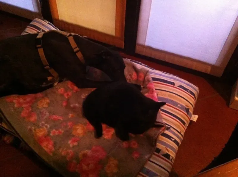 10968463 775564399194084 3717205377540652834 n