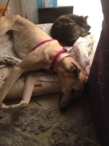 10968519 775564302527427 6060176016124433679 n