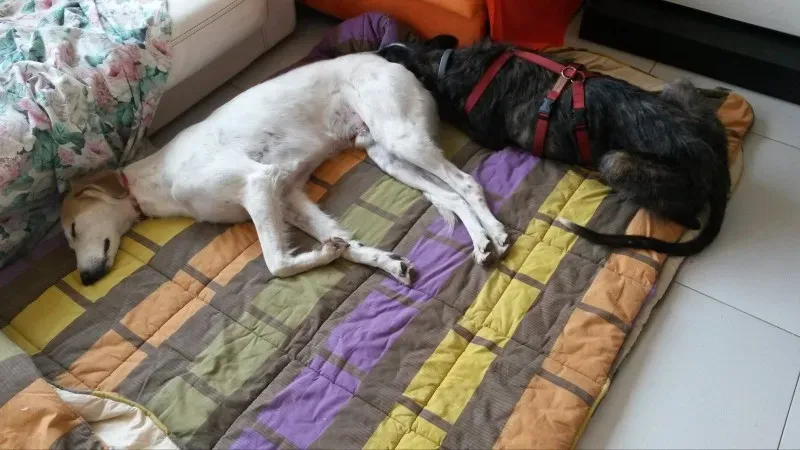 10968859 878250208862028 316443842 o