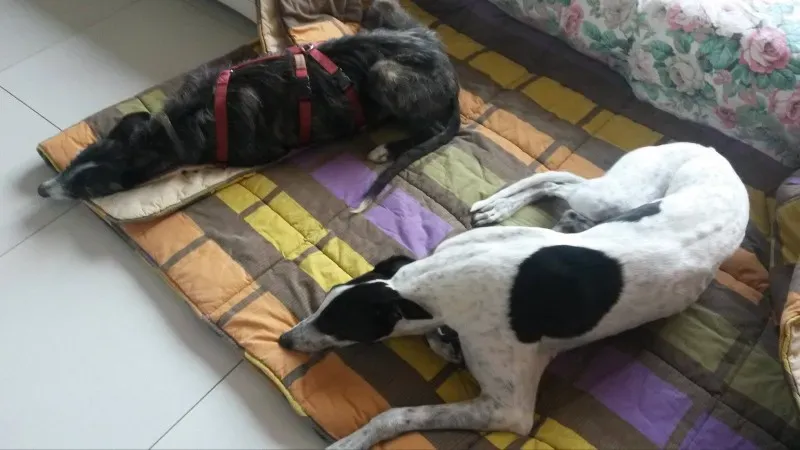 10970331 877918168895232 1437359535 o