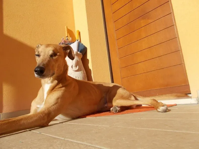 10974274 10202459129279762 6611492365991063445 o