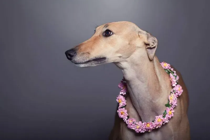 10981808 860770040673519 4879264436948962358 n