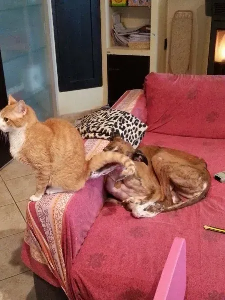 10982892 783759518374572 4994202397717281577 n