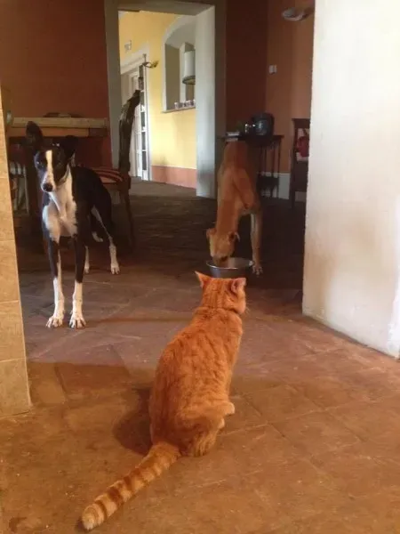 10984046 775564422527415 1510119000142887544 n