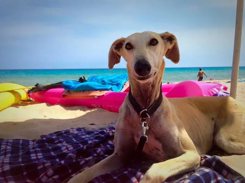 10984112 850077961742727 2713813664385506245 n