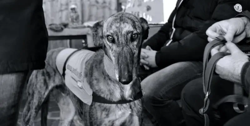 10984488 10204477525752024 7605080919733291938 n