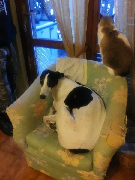 10989129 775564615860729 3634453676329377219 n