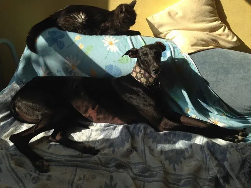 10989137 775562235860967 5774875509364700617 n