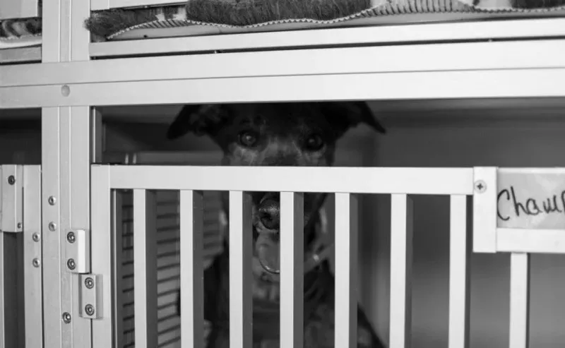 10996092 835742643176259 8318310065846898672 n