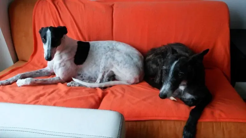 10998792 880878685265847 1093162907 o