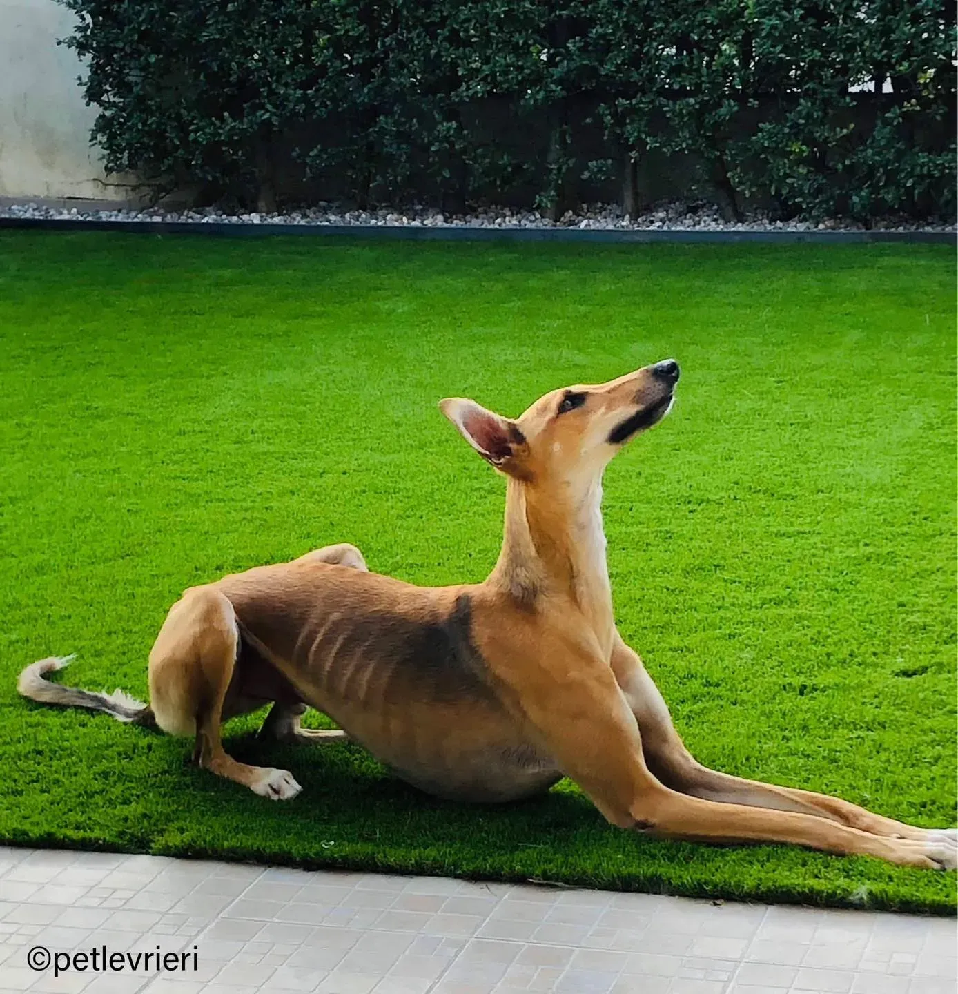 10Stevie lurcher pet levrieri felici casa