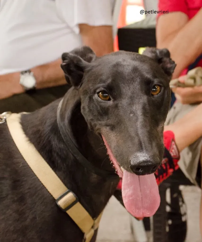 10 Doodle Greyhound rescue petlevrieri petlevrierionlus foster progettofoster