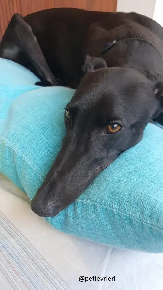 10 Jerry Greyhound rescue petlevrieri petlevrierionlus foster progettofoster