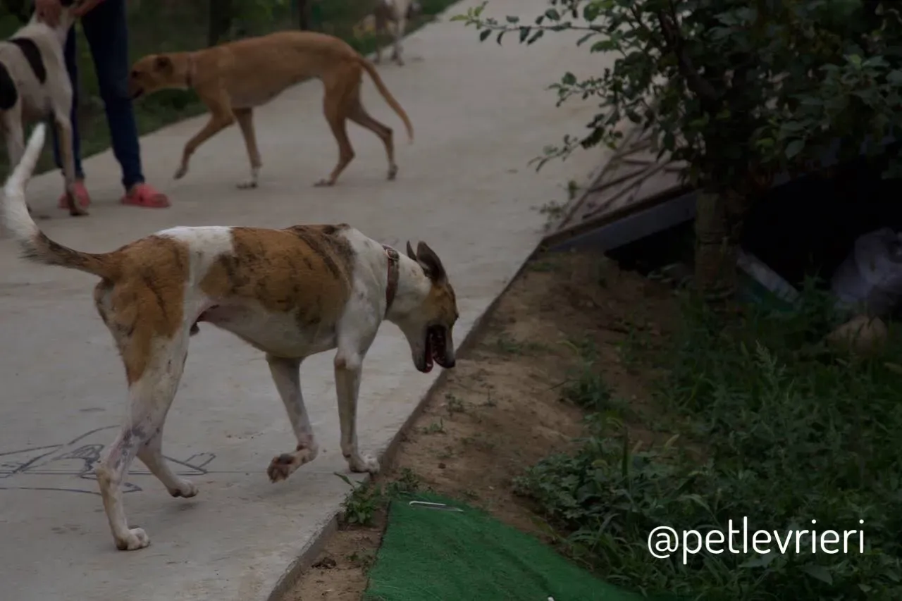 10 Sam whippet petlevrieri petlevrierionlus salvatomercatodellacarne cina maco.JPG