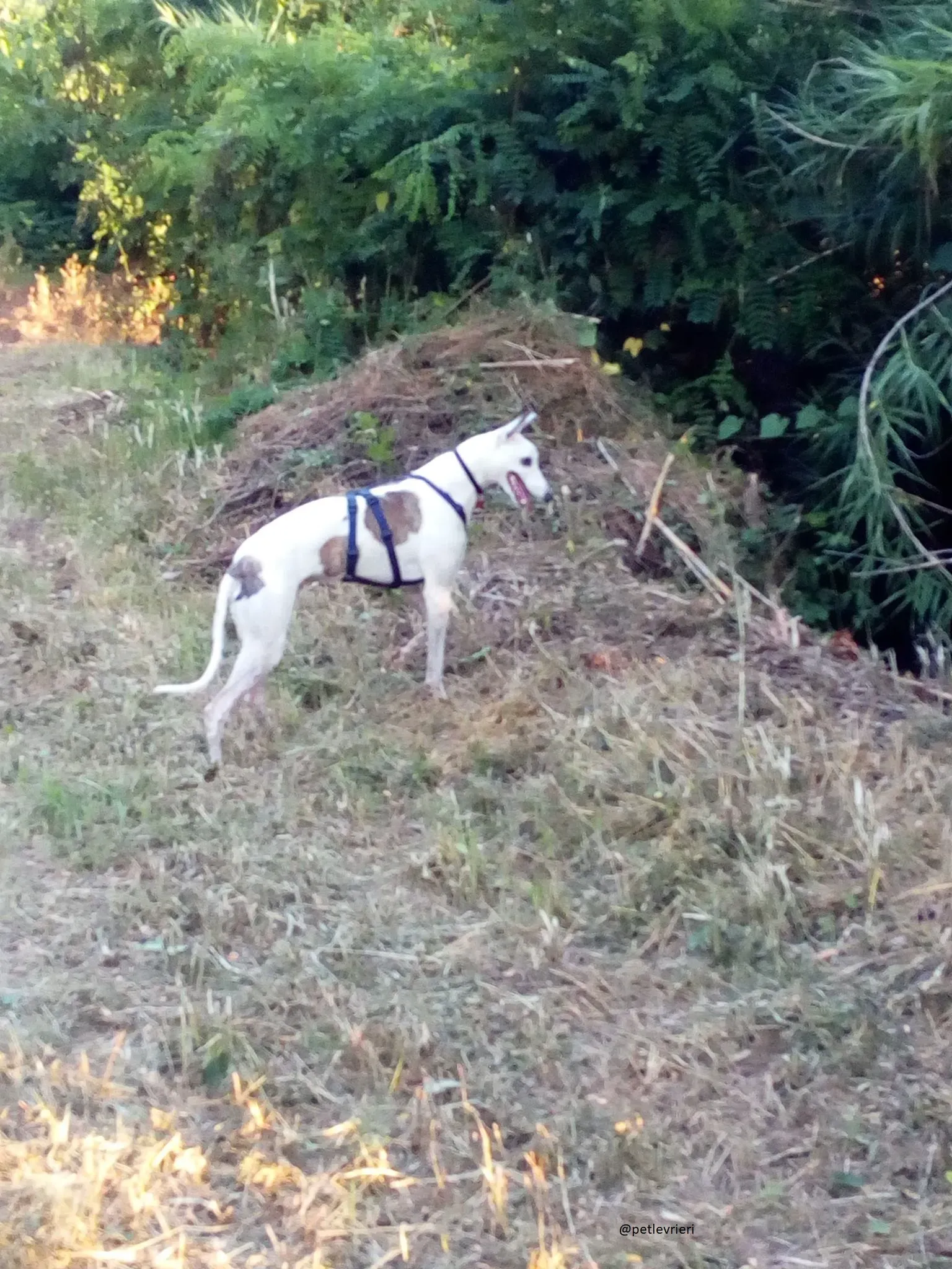 10 Spark Greyhound rescue petlevrieri petlevrierionlus foster progettofoster