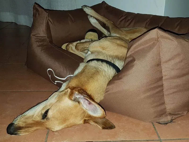 10 Steve lurcher petlevrierionlus adozione foster fostering