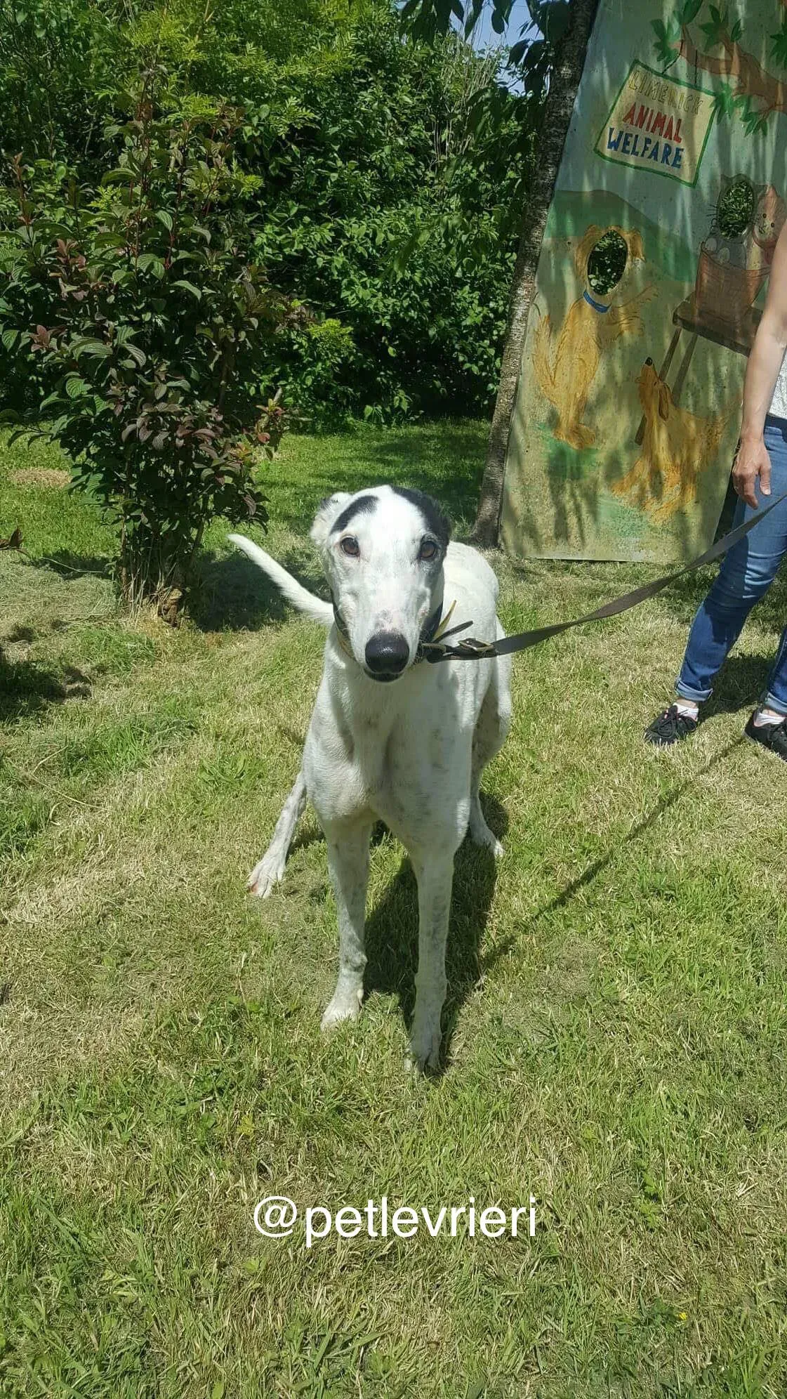 10 Young petlevrieri petlevrierionlus greyhound rescue settembre18