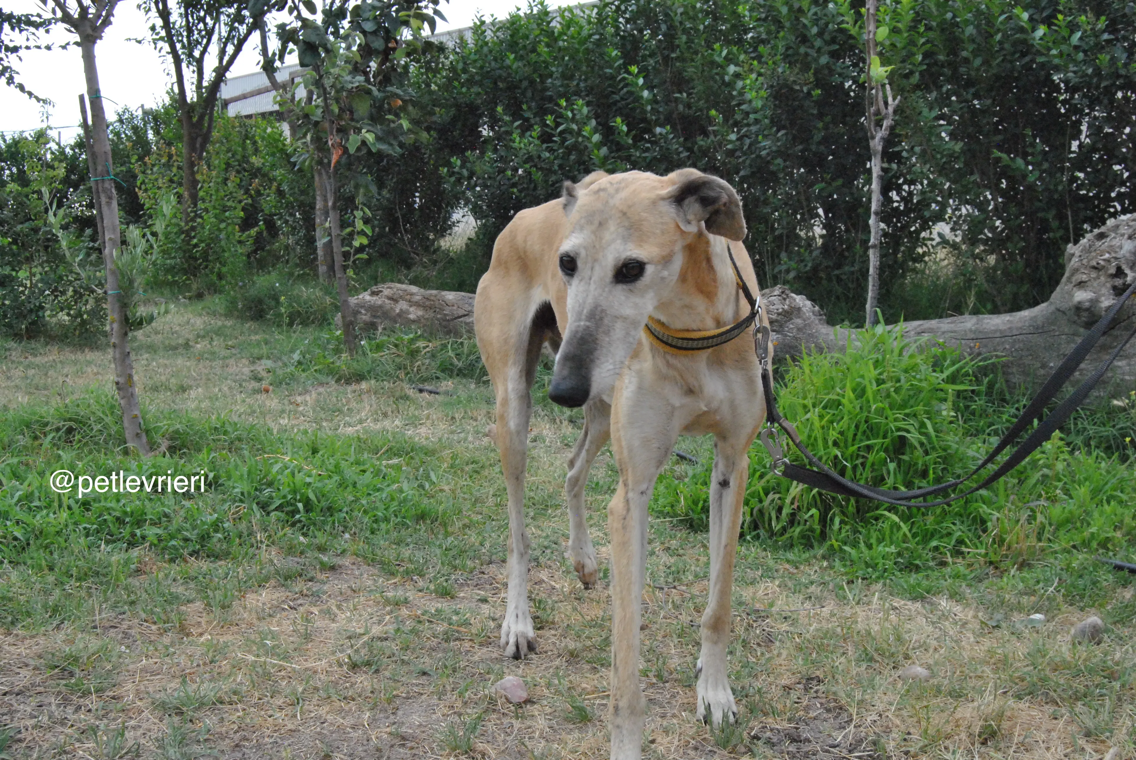 10 adozione levrieri galgo