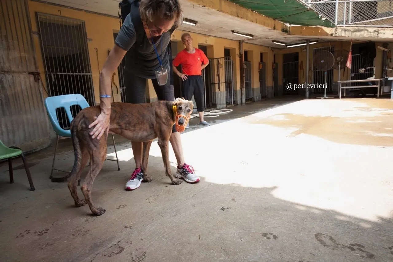 10 aogiri sen adozione greyhound macao