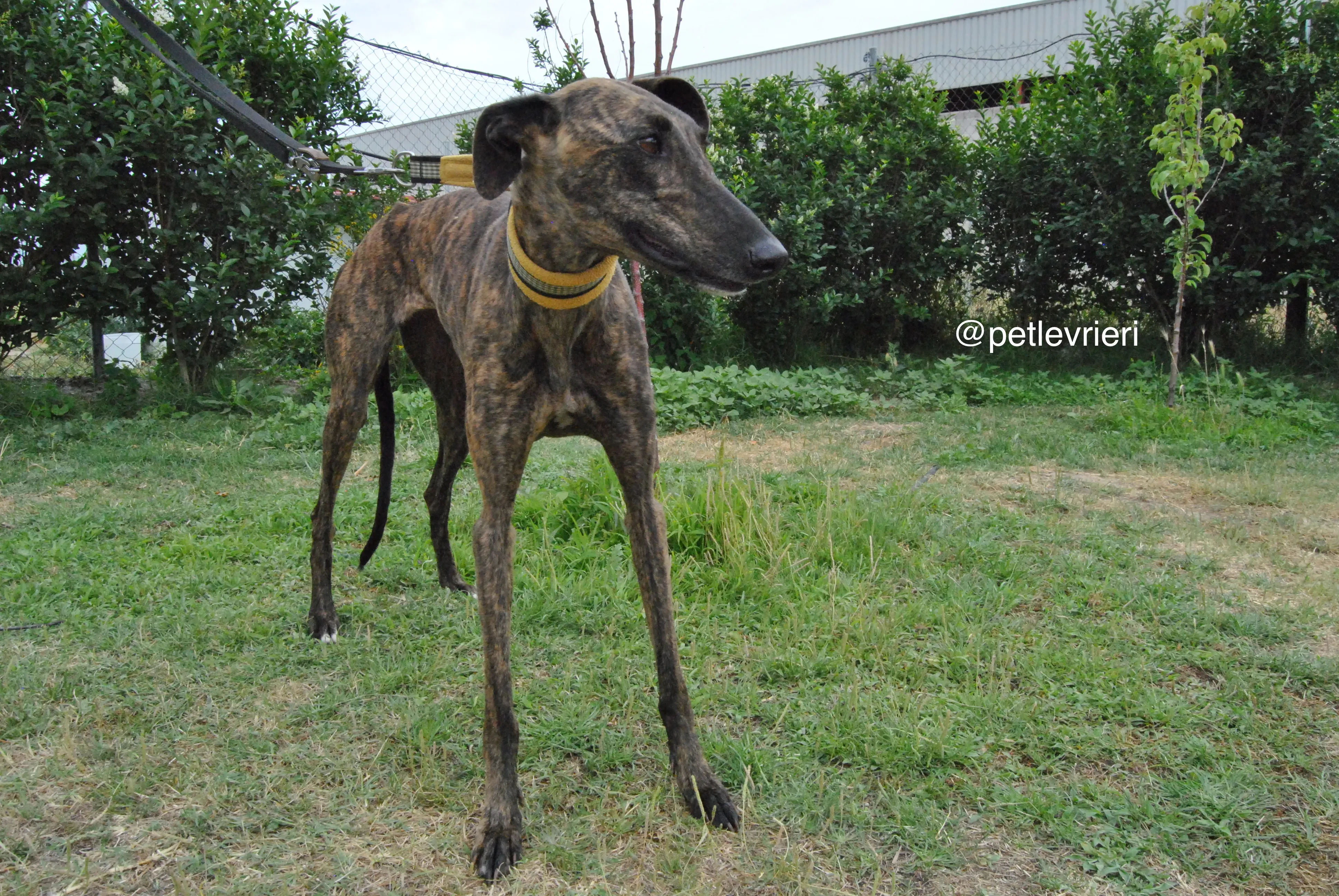 10 bala adozione levrieri galgo