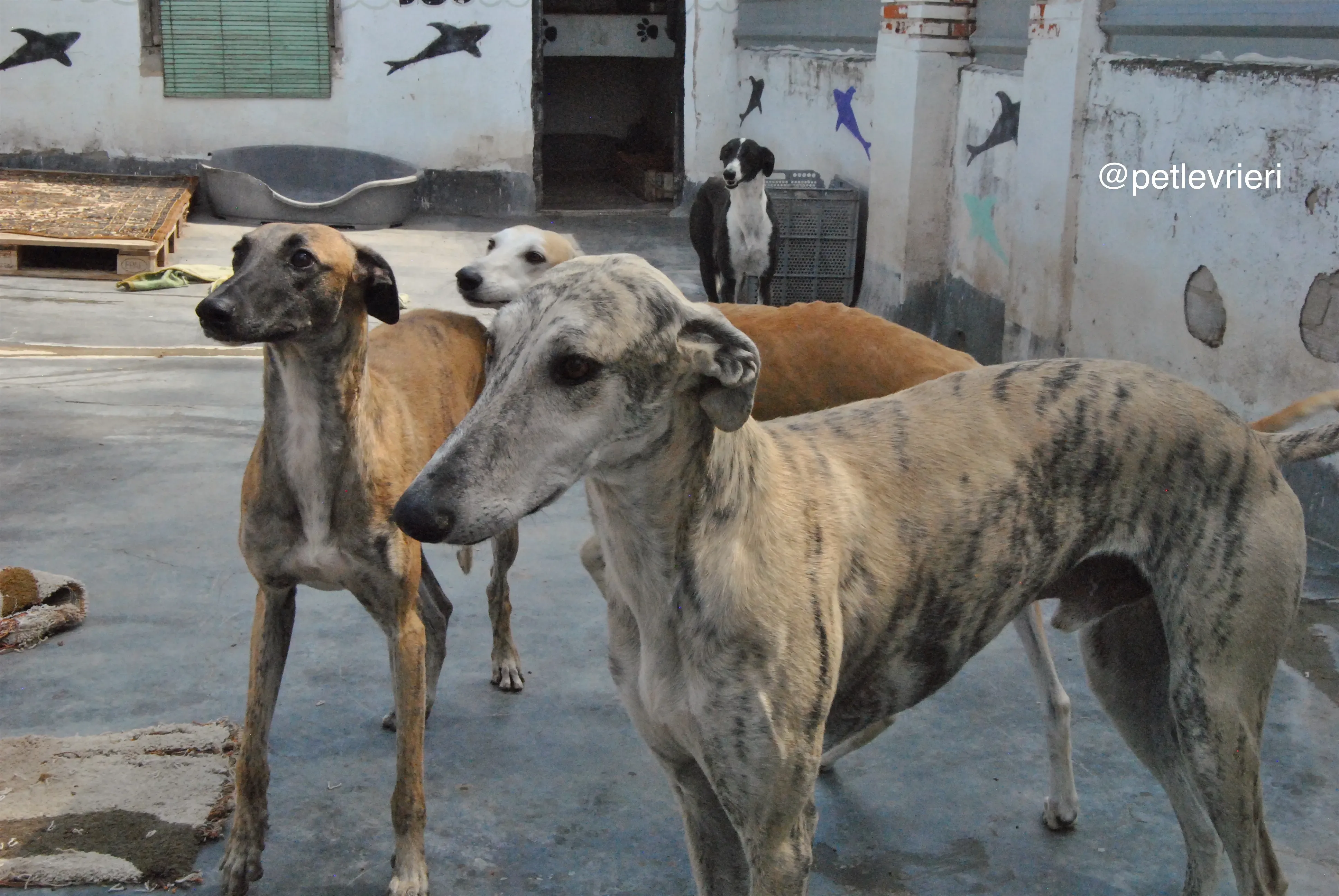 10 bastorin adozione levrieri galgo 1