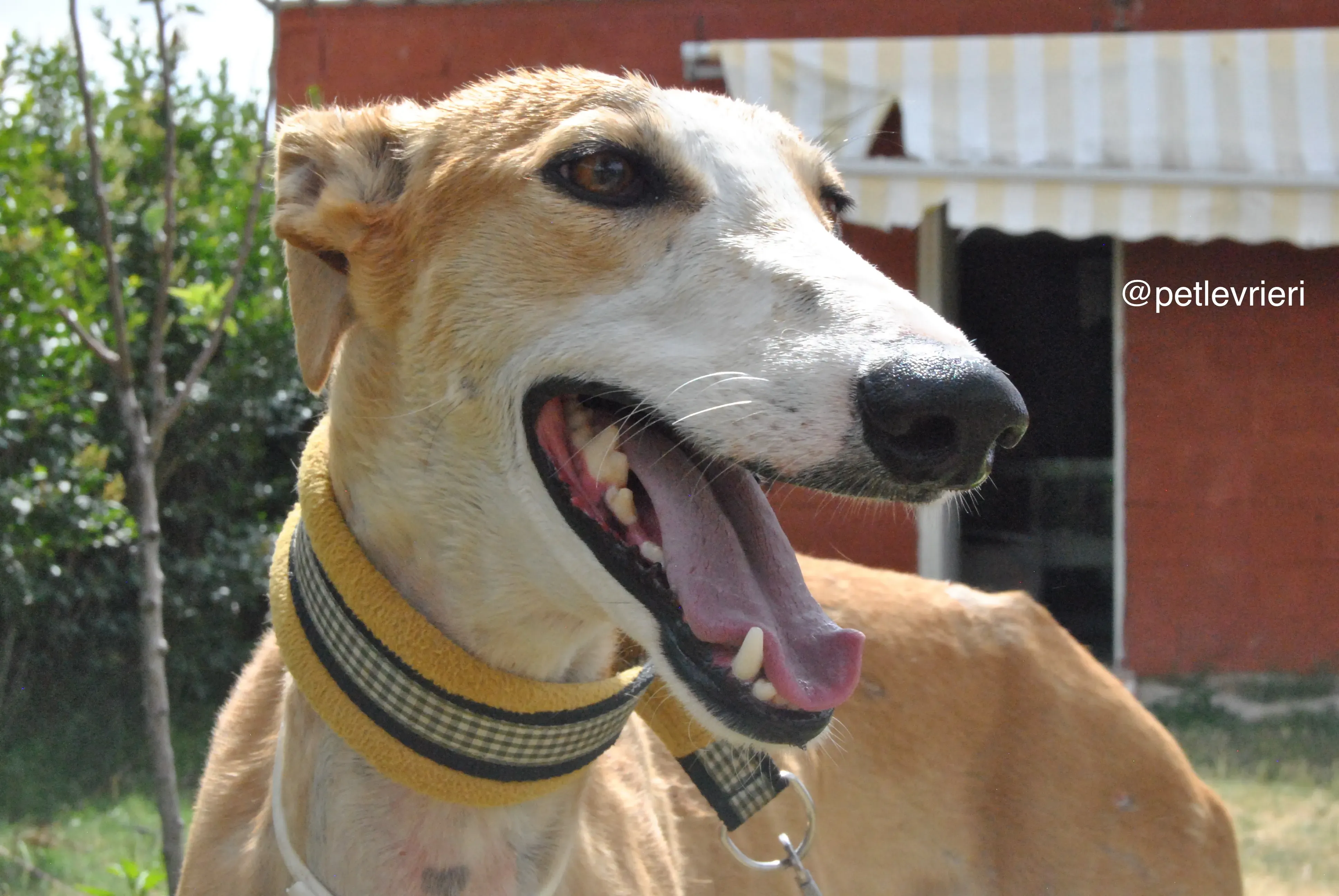 10 bisky adozione levrieri galgo