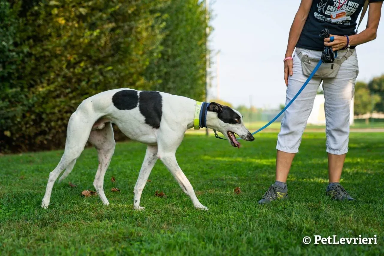 10 bob adozione levrieri greyhound