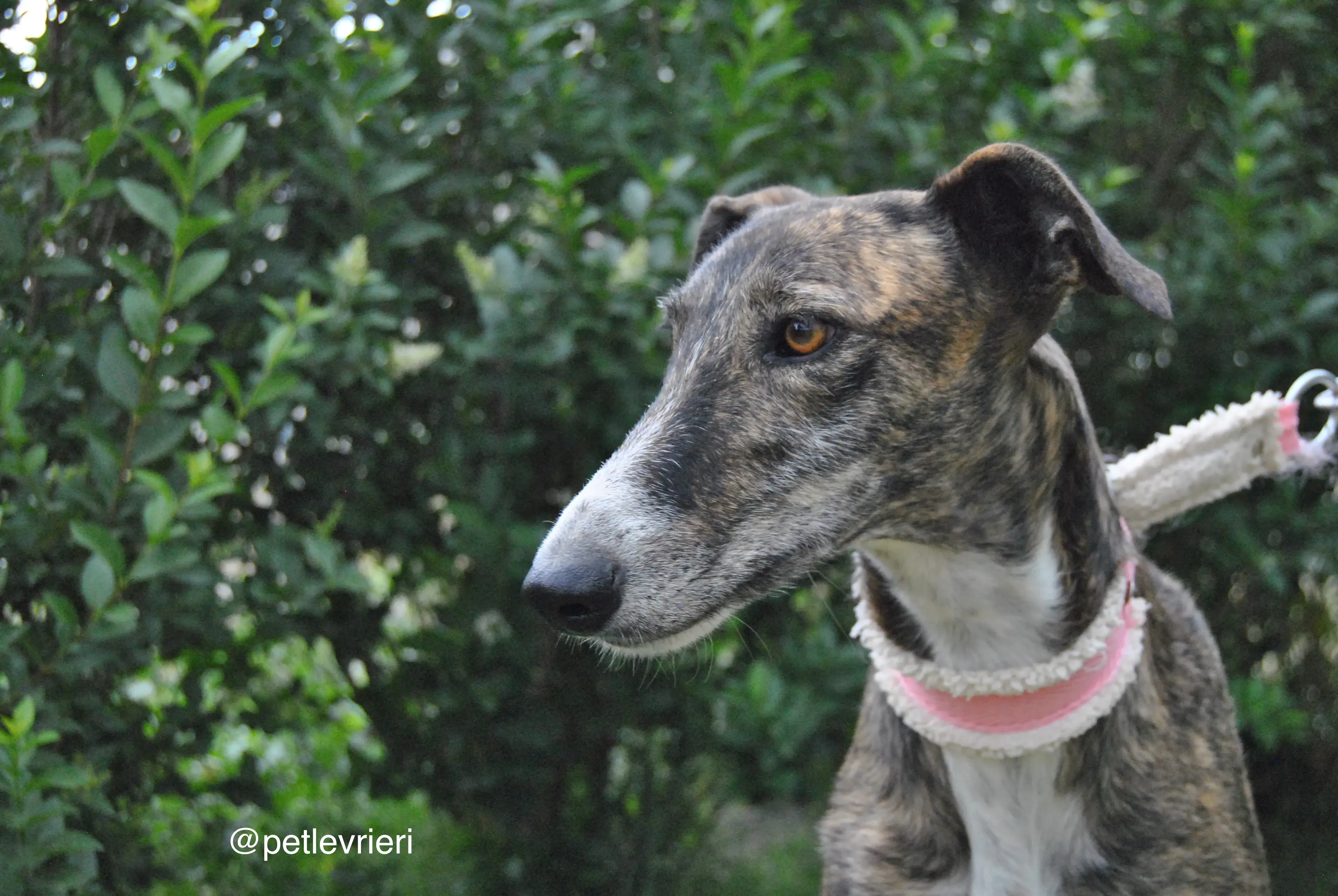 10 brandy adozione levrieri galgo