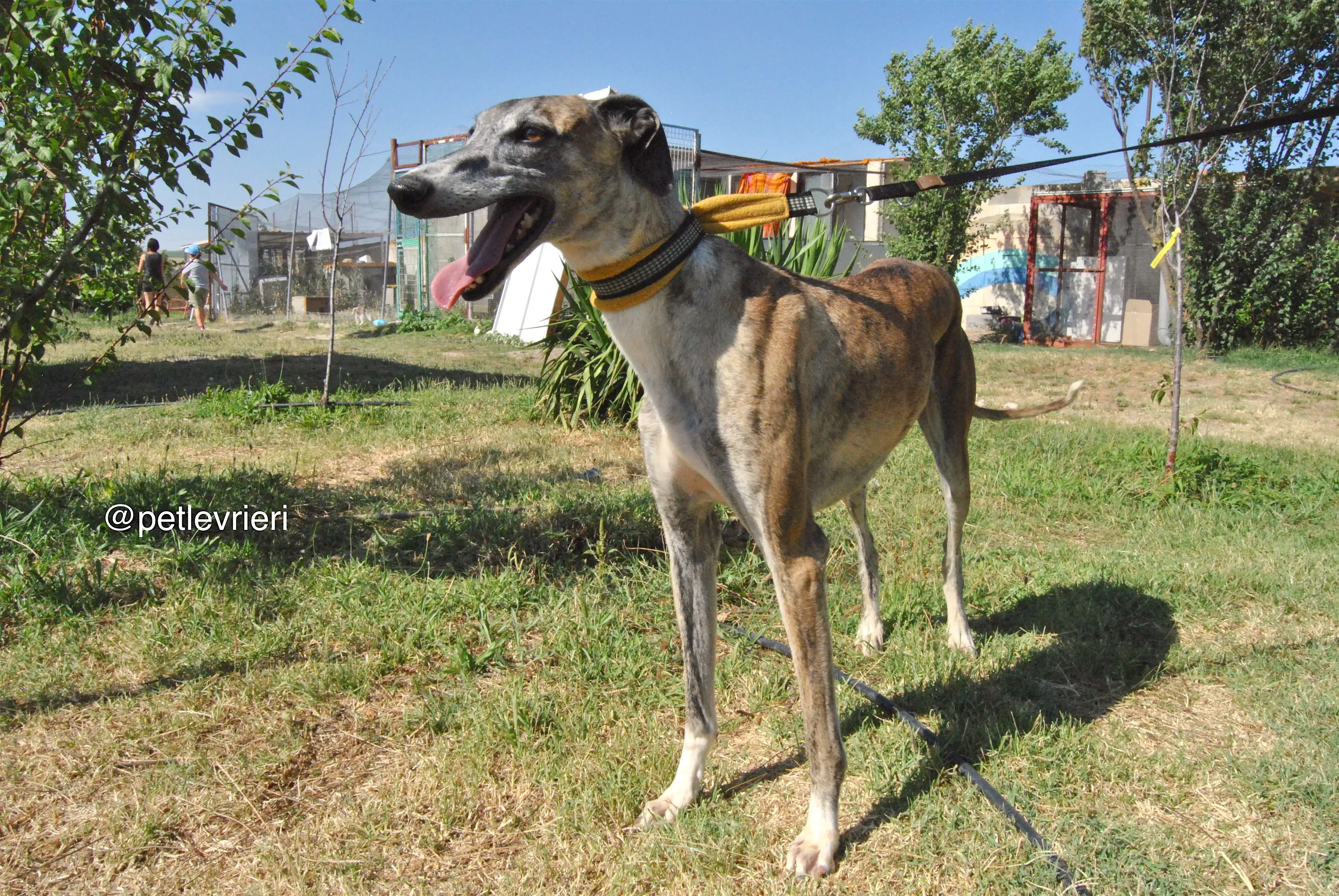 10 campanera adozione levrieri galgo