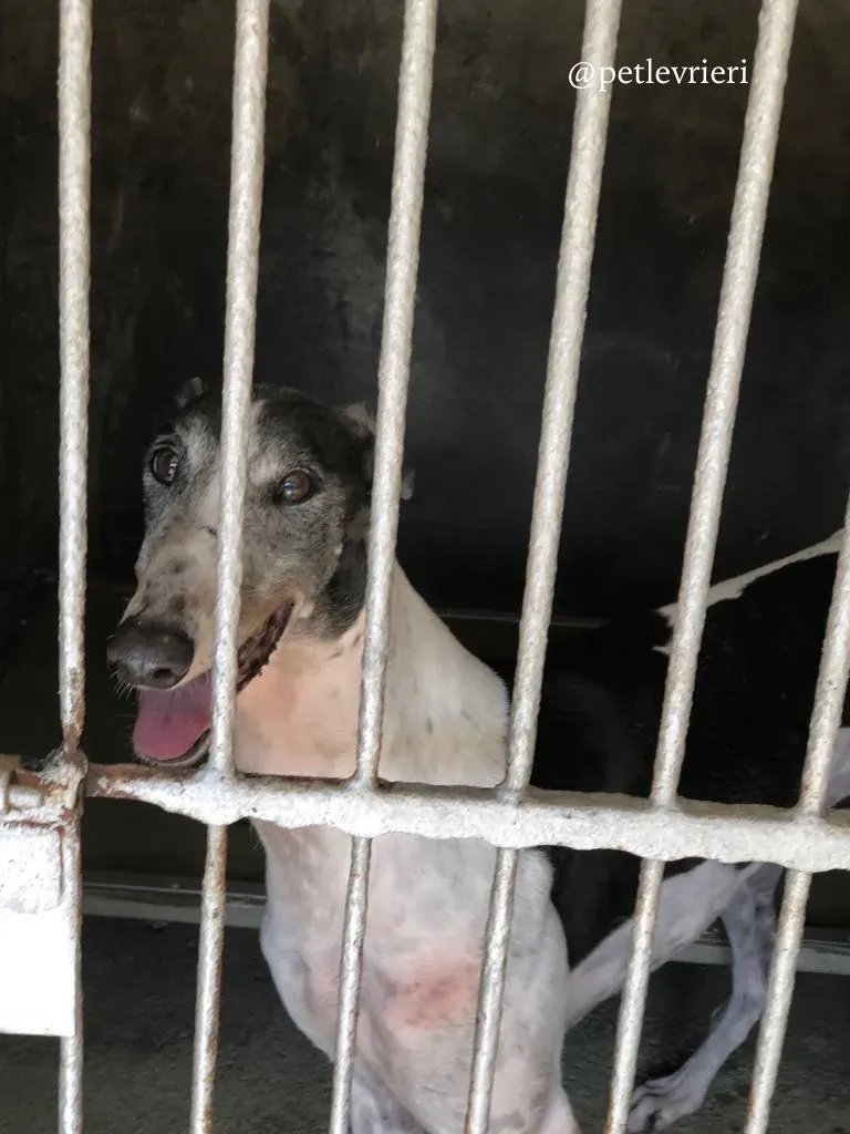 10 cyns crusader adozione greyhound macau