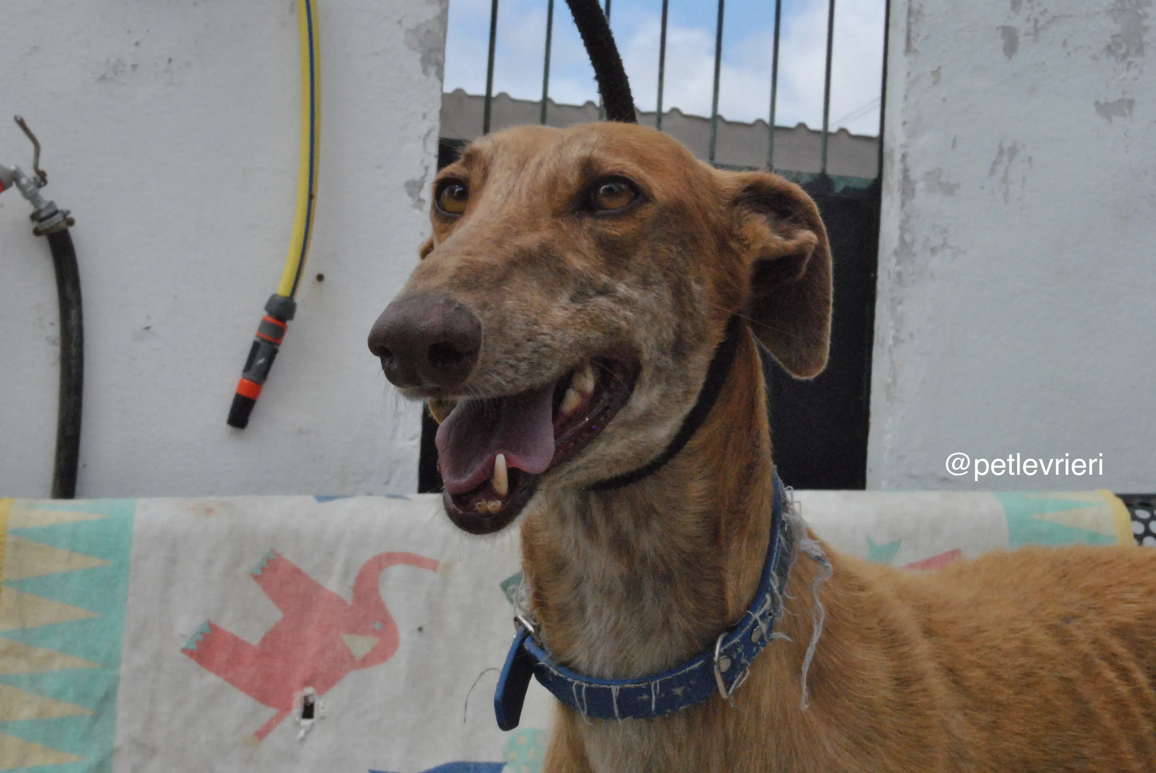 10 dali adozione levrieri galgo